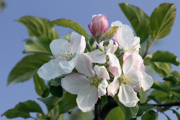 Apple tree #1 flower 2013 IV