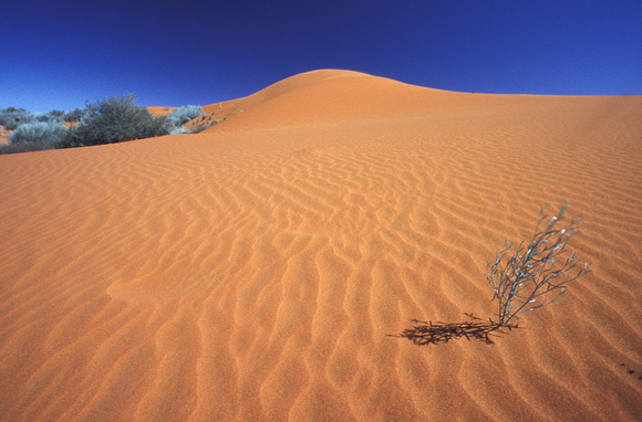 Sand and Life, Kalahari Desert, South Africa 2001
