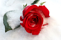 Valentine Rose in Valentine's Day Snow
