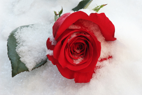 Valentine Rose in Valentine's Day Snow