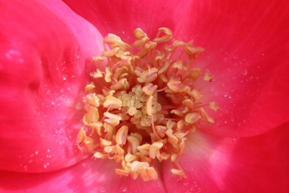 Pink Rose III