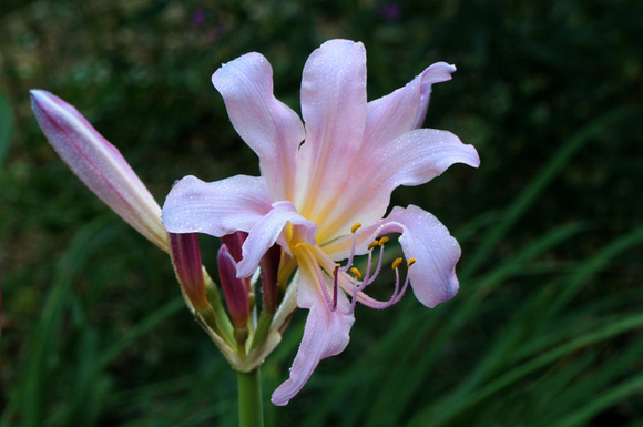Resurrection Lily