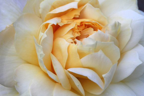 Yellow Rose I
