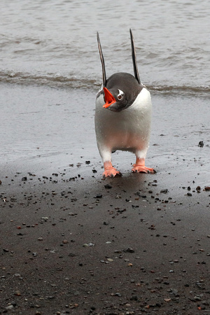The penguin is upset about the skua