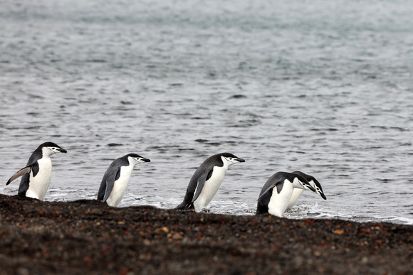 Chinstrap Penguins at Deception Island