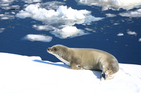 Antarctica Seals