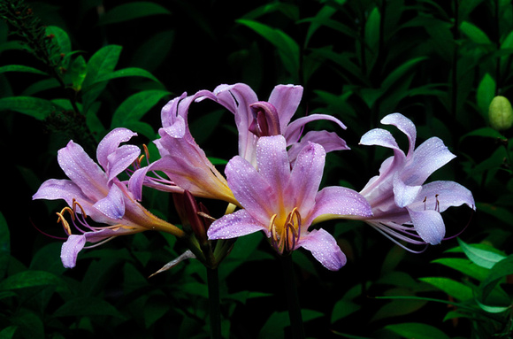 Resurrection Lily (Crimun moorei)