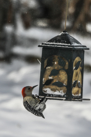 Red-bellied woodpecker 12-25-2020