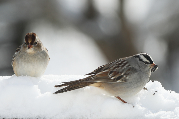 White-crowned sparrow  male and female 12-25-2020