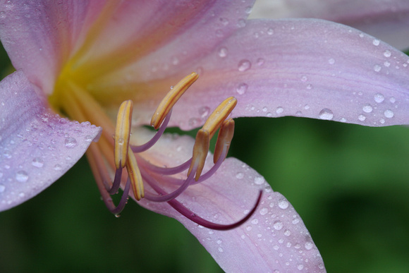 Resurrection Lily (Crimun moorei)