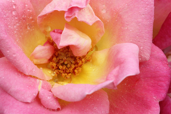 Love & Peace Rose Close-up II