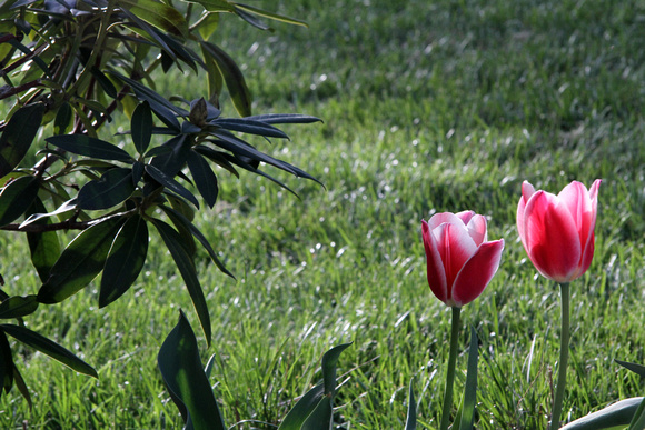 Tulips 2014 I