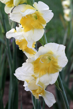 Gladiolus (Lemon Meringue)