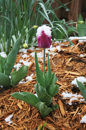 Tulip in snow