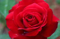 Love's Promise Hybrid Tea Rose 2017