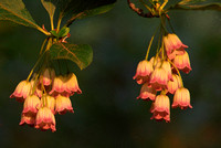 Enkianthus campanulatus