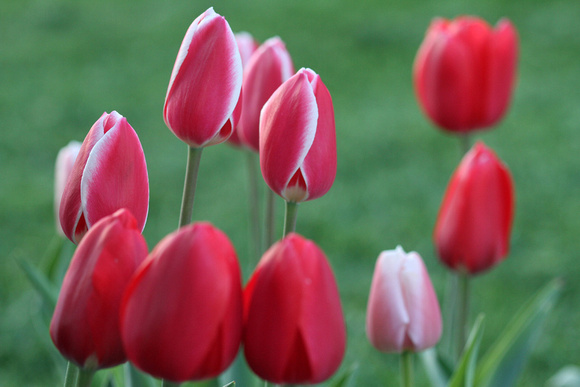 Tulips 2013 I