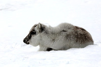 Arctic Wildlife