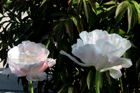 Peony Tulips