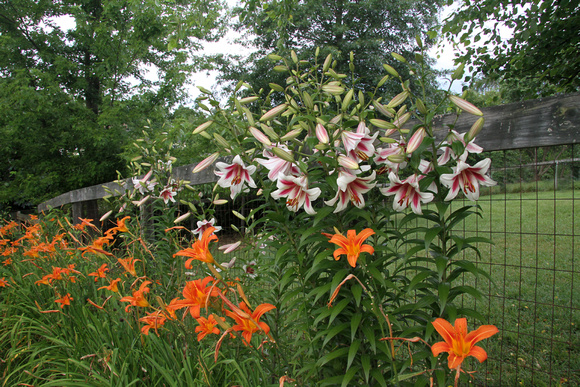 Day lily and lily tree 2015
