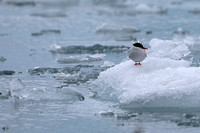 Arctic Tern