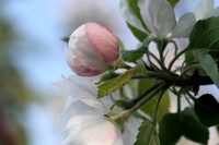Apple tree #1 flower 2013 I