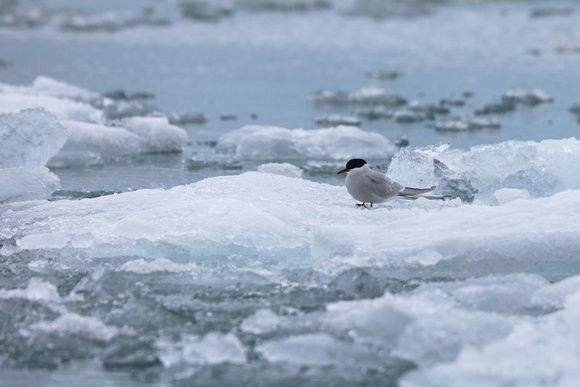 Arctic Tern