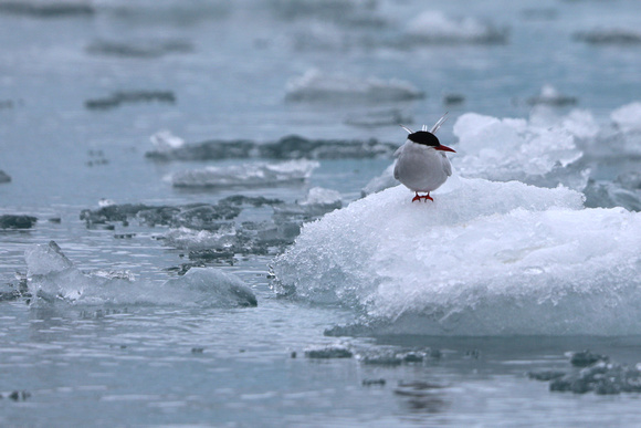 Arctic Tern