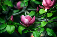 Pink Magnolia