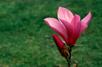 Magnolia