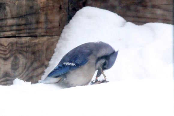Blue Jay gets a good meal