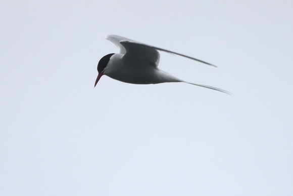 Arctic Tern
