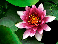 Waterlily