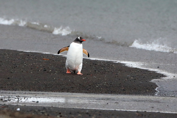 Gentoo penguin at Deception Island