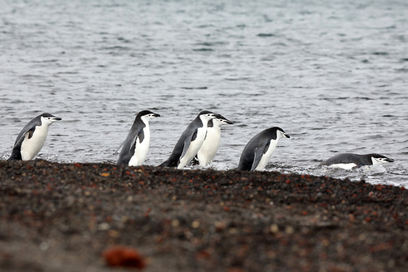 Chinstrap Penguins at Deception Island