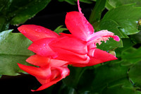 Christmas Cactus