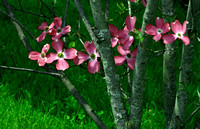 Pink Dogwood