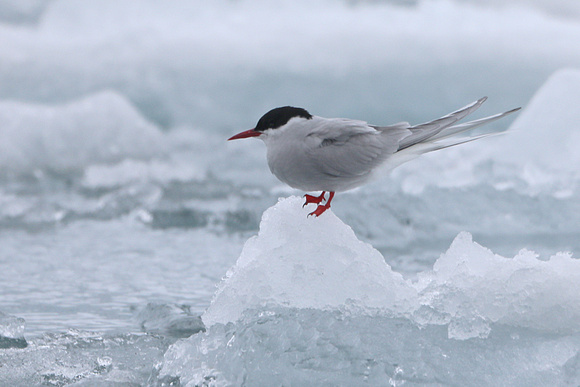 Arctic Tern