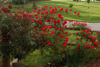 Charlotte Rose Garden
