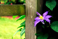 Flowers and foliage