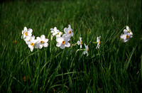 White Daffodils