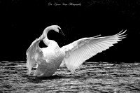 Swans on Fish Pond 2024