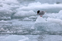 Arctic Tern