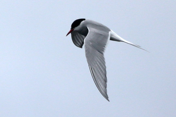 Arctic Tern