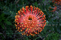 Pin Cushion Protea Flower