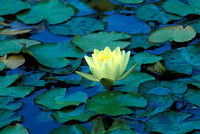 Yellow Waterlily In Twilight