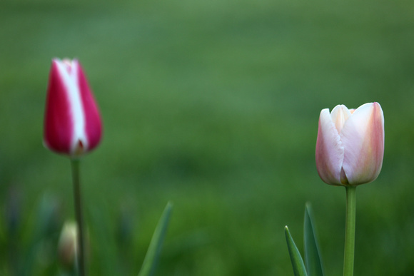 Tulips 2017