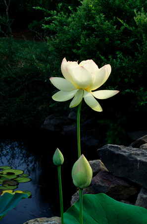 Lotus Flower and Buds