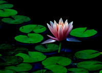 Pink Waterlily In Twilight