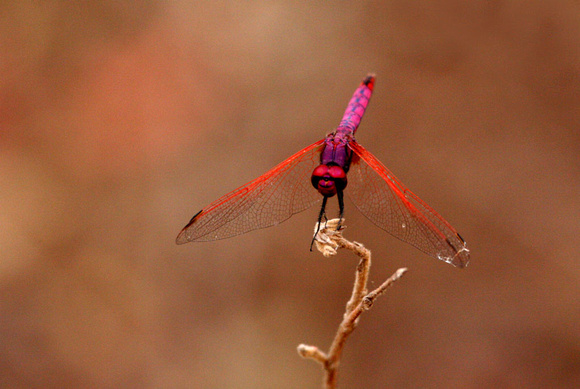 Dragonfly, Kruger National Park 2006